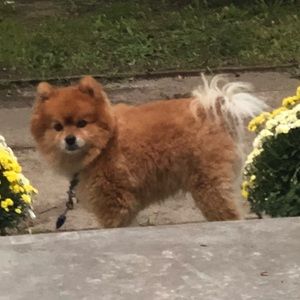 Meet your Posher, Morgan